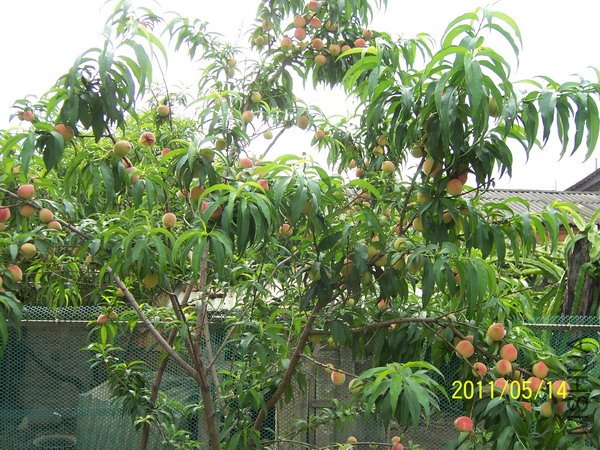 20110514 008.jpg