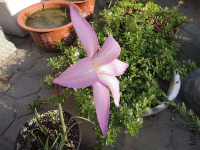 DSC00702.JPG