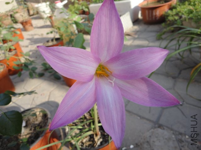 DSC00700.JPG