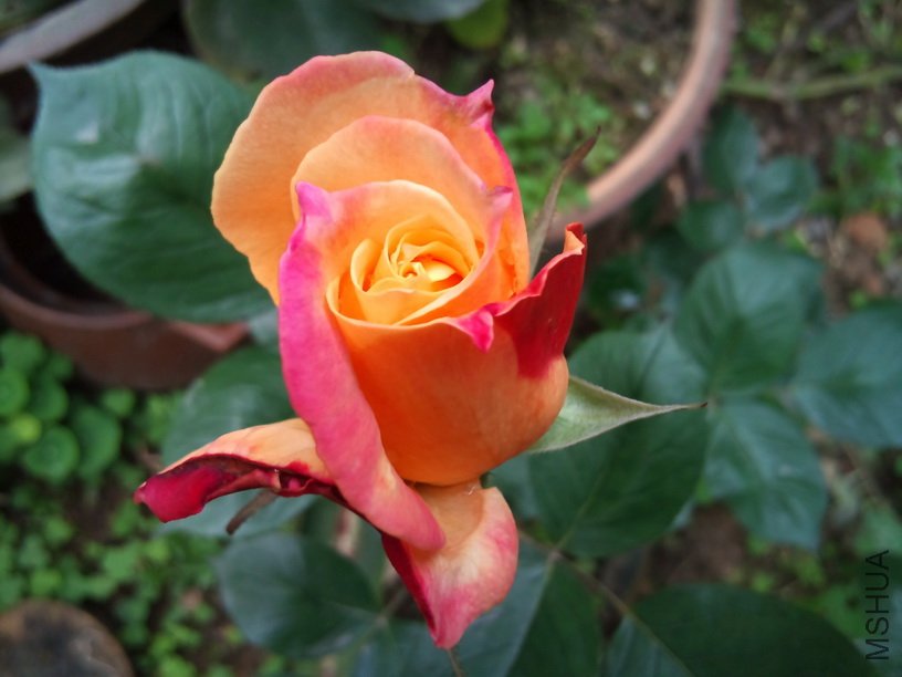DSC_0053.jpg