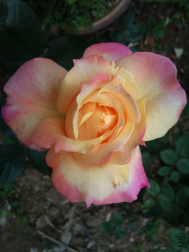 DSC_0057.jpg