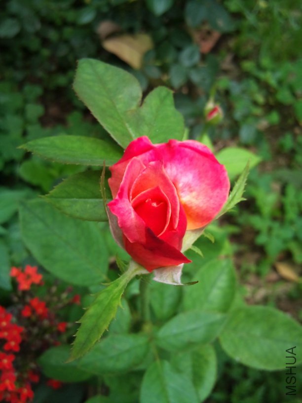 DSC_0215.jpg