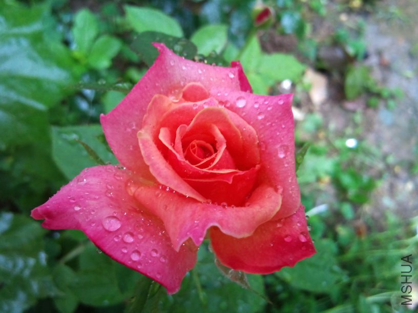 DSC_0225.jpg