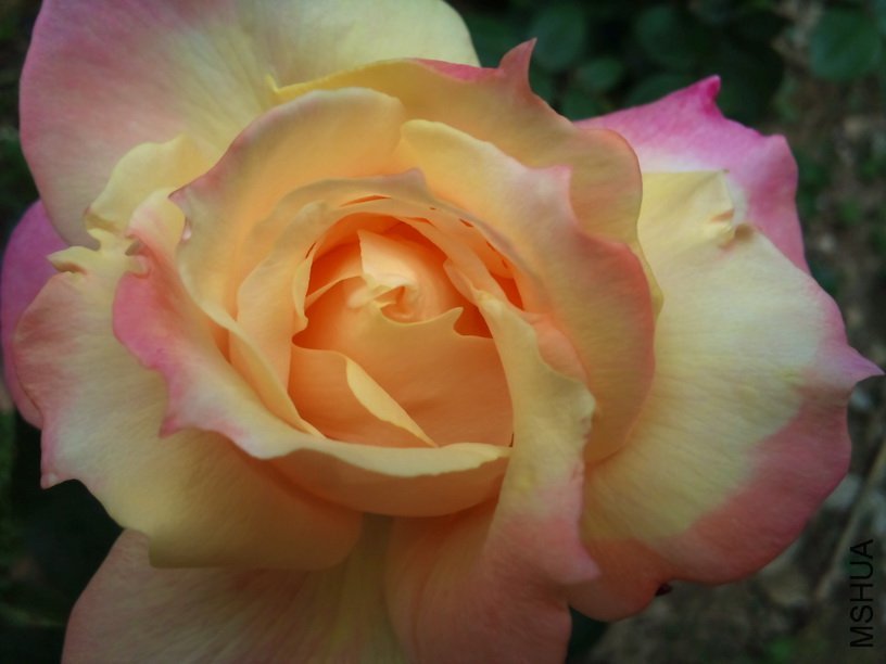 DSC_0058.jpg