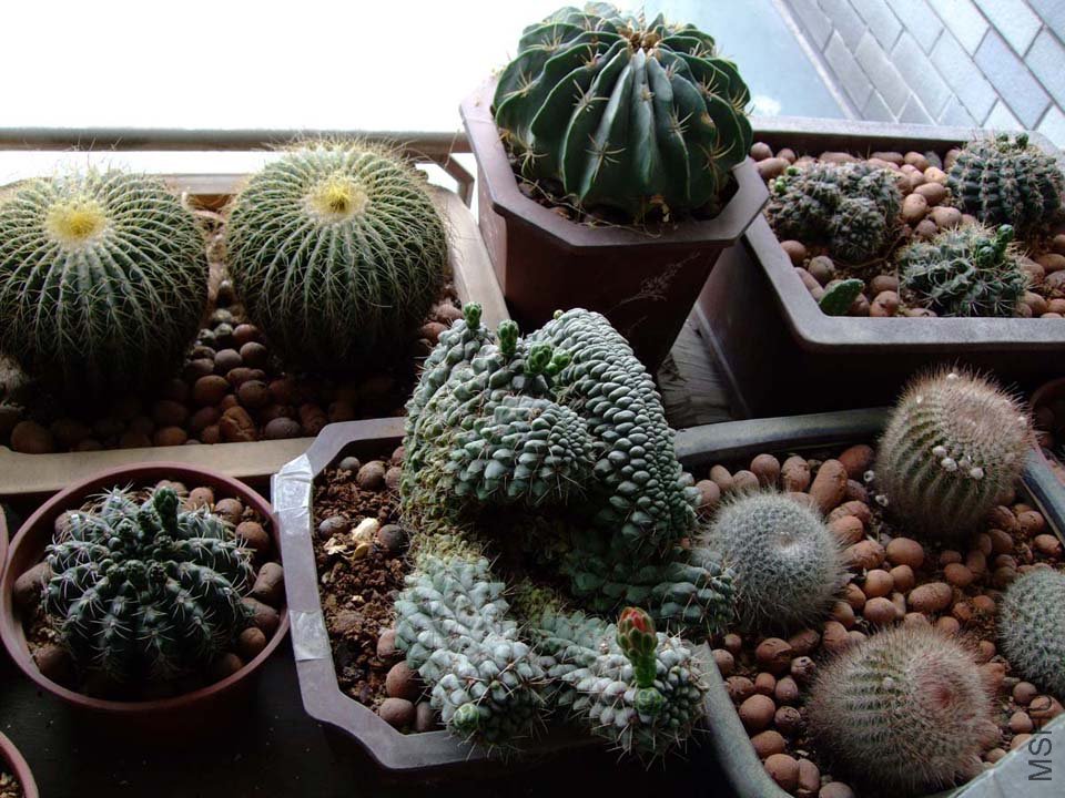 ��Ƭ11-5-15f 01411.jpg