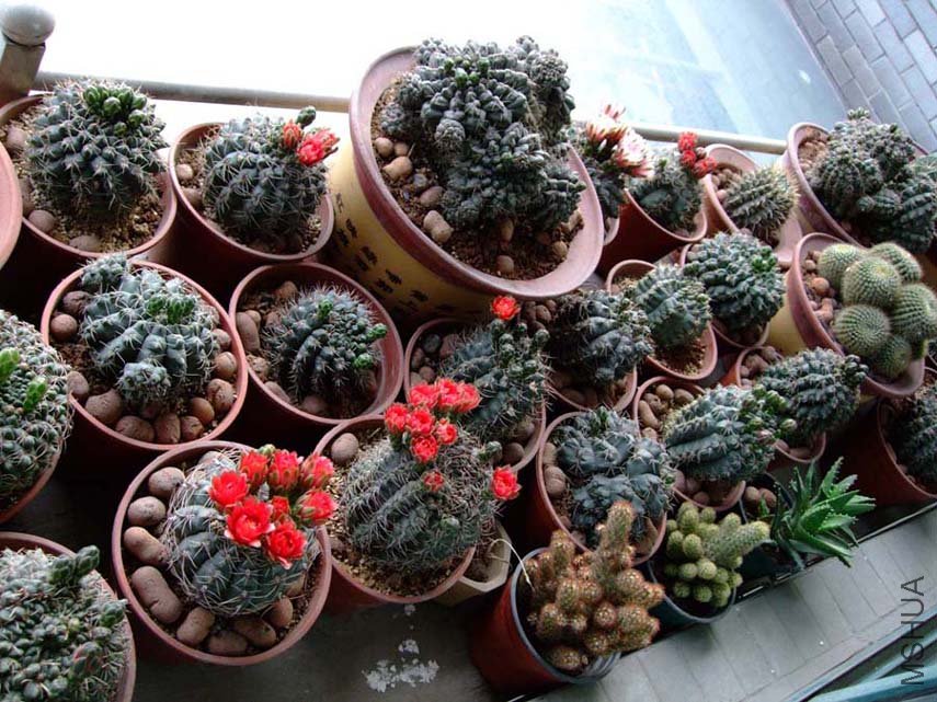 ��Ƭ11-5-15f 01111.jpg