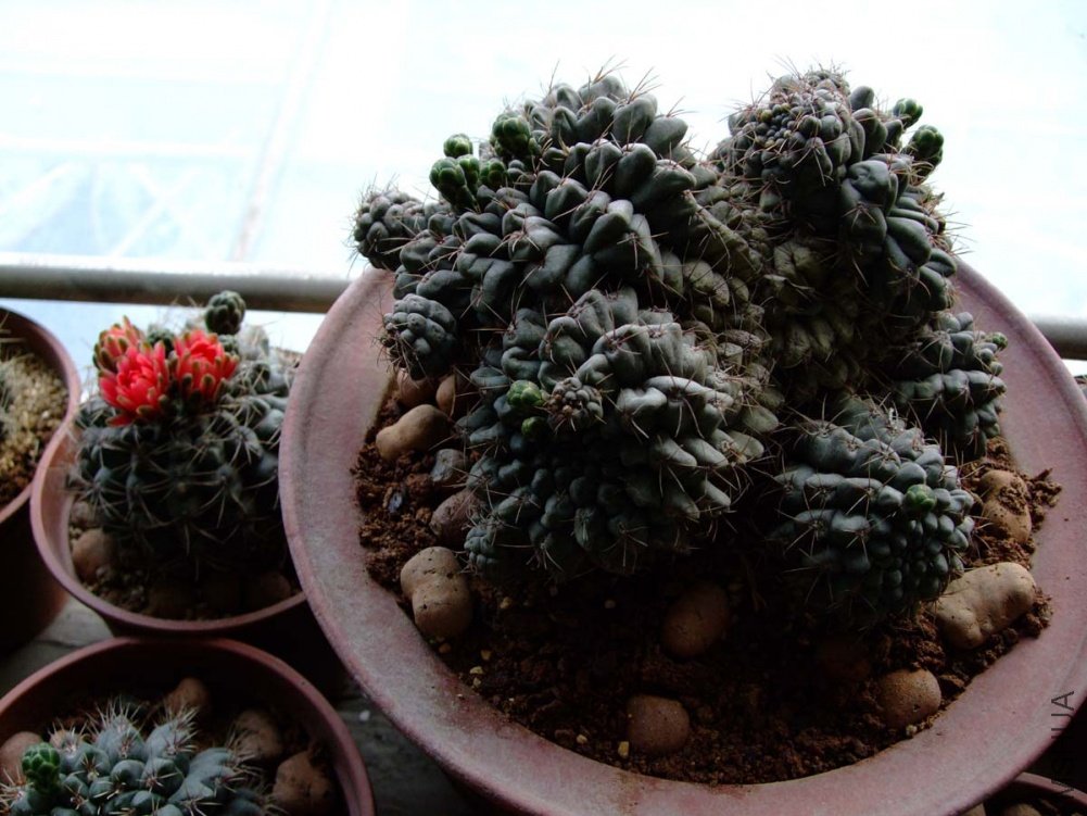 ��Ƭ11-5-15f 01211.jpg