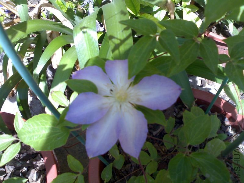 20110513012.jpg