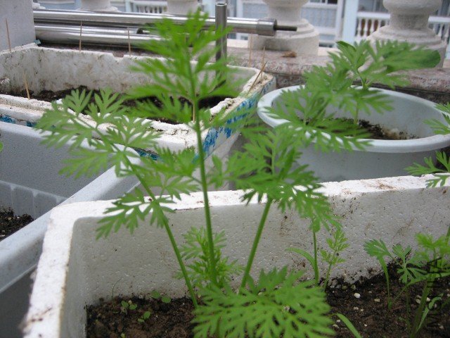 IMG_4946 (640x480).jpg