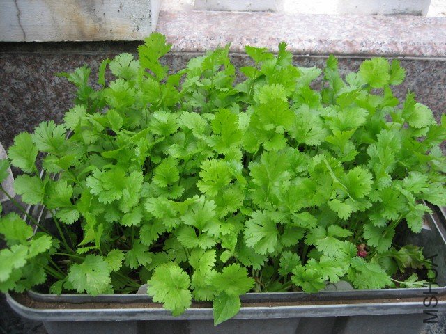 IMG_4944 (640x480).jpg