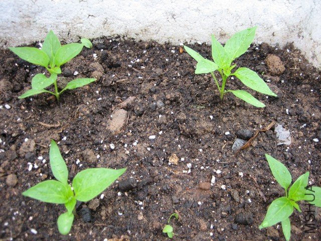 IMG_4954 (640x480).jpg