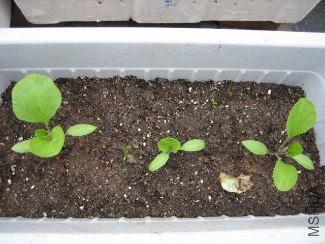 IMG_4947 (640x480).jpg