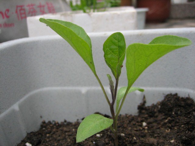 IMG_4949 (640x480).jpg