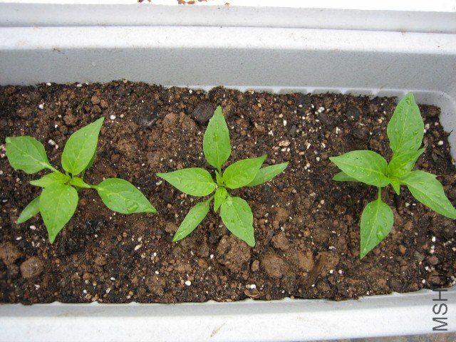 IMG_4952 (640x480).jpg