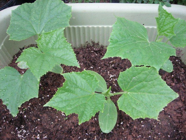 IMG_4955 (640x480).jpg