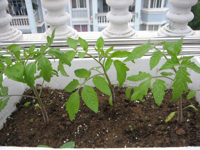 IMG_4951 (640x480).jpg