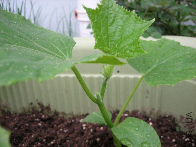 IMG_4956 (640x480).jpg