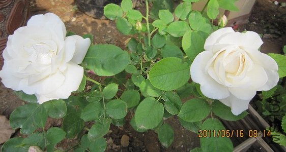 IMG_1282.jpg