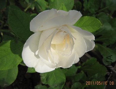 IMG_1284.jpg