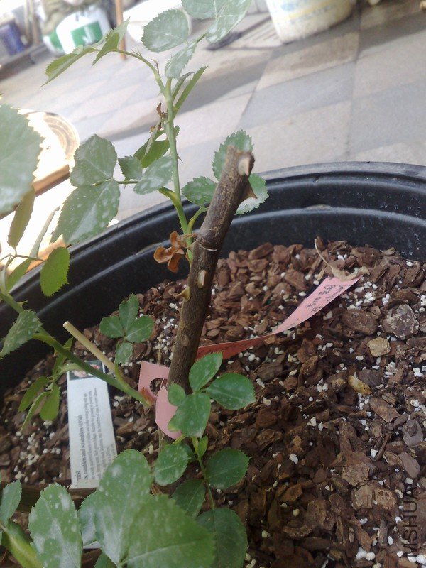 201105152069.jpg