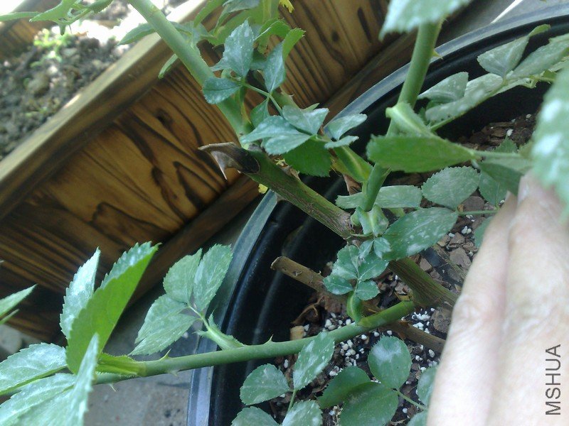 201105152068.jpg