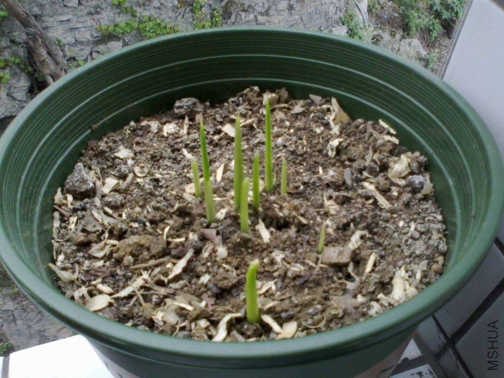20110430065.jpg