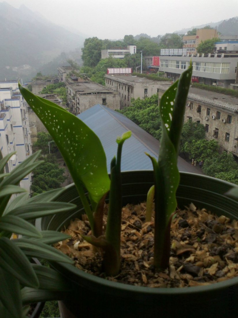 20110511077.jpg