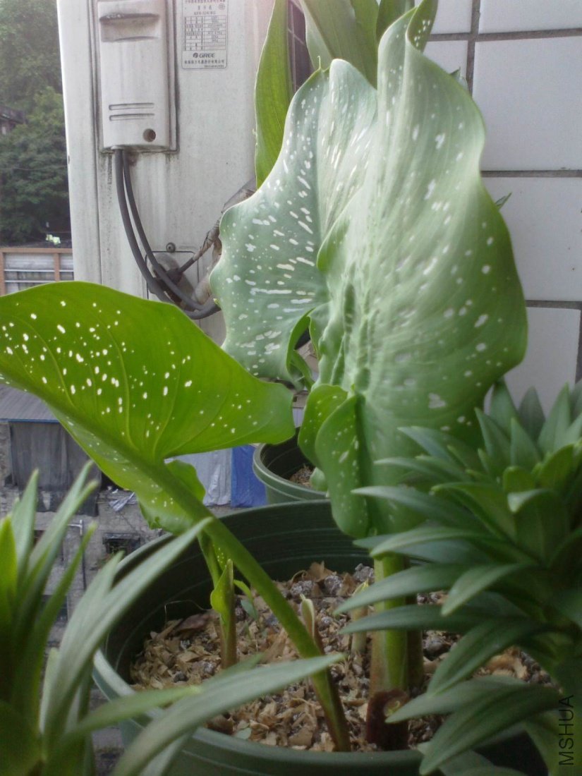 20110516085.jpg