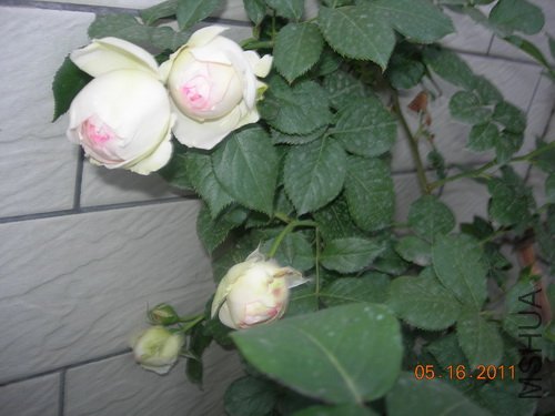 DSCN3768.jpg