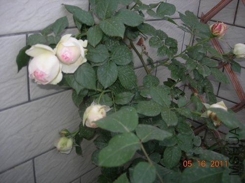 DSCN3769.jpg