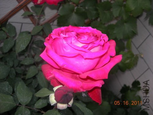 DSCN3772.jpg