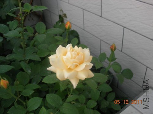 DSCN3771.jpg