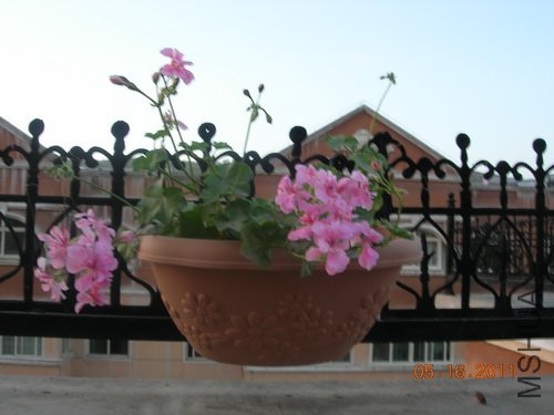 DSCN3774.jpg