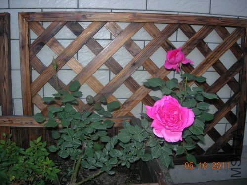 DSCN3776.jpg