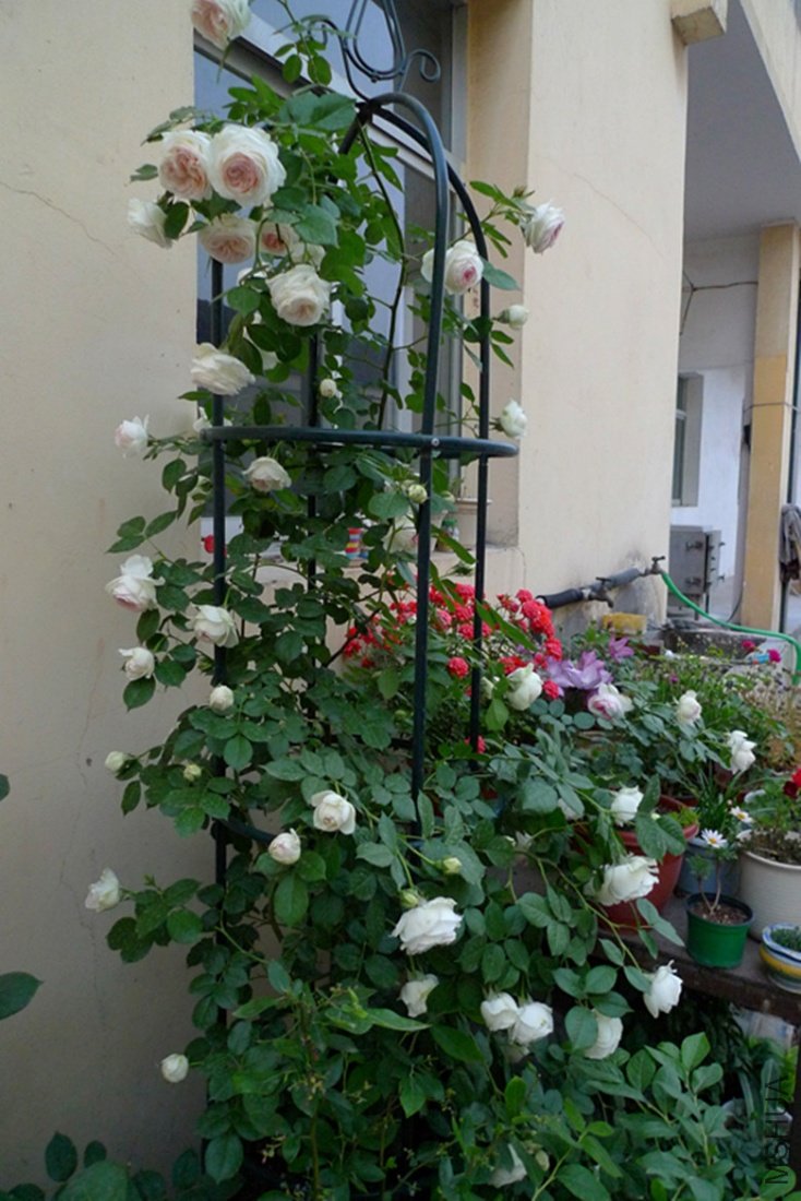 P1030131_����.jpg