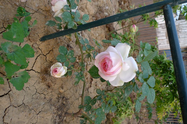 P1030158_����.jpg