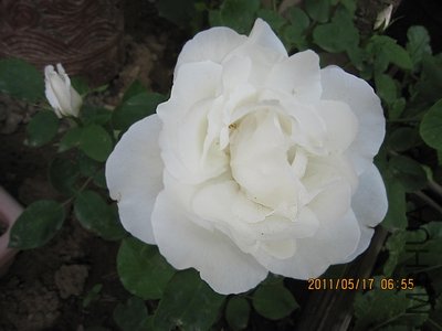 IMG_1288.jpg