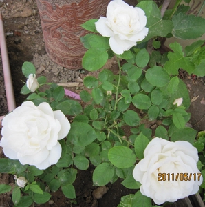 IMG_1286.jpg