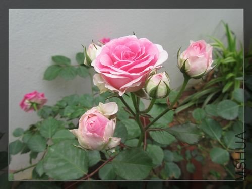 �ո����֣�