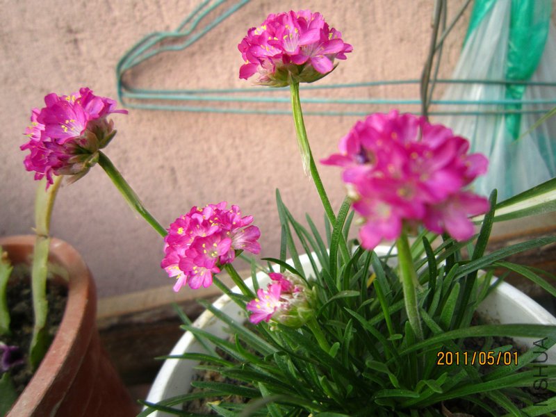 IMG_6713.jpg