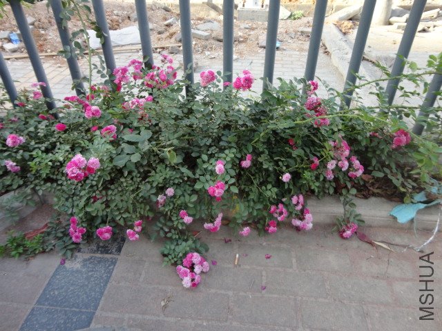 DSC00287.JPG