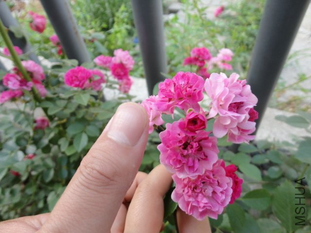 DSC00285.JPG