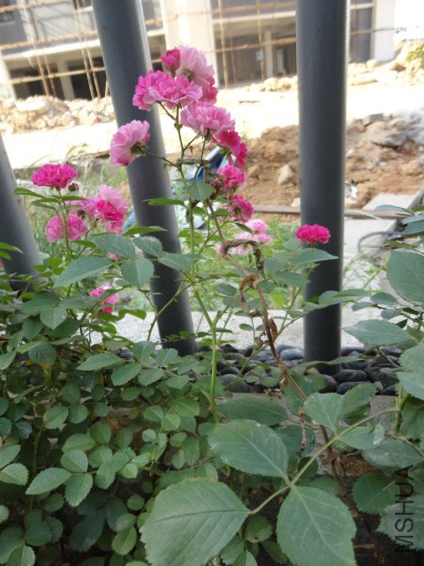 DSC00286.JPG