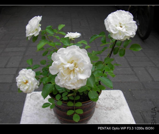 IMGP4829.JPG