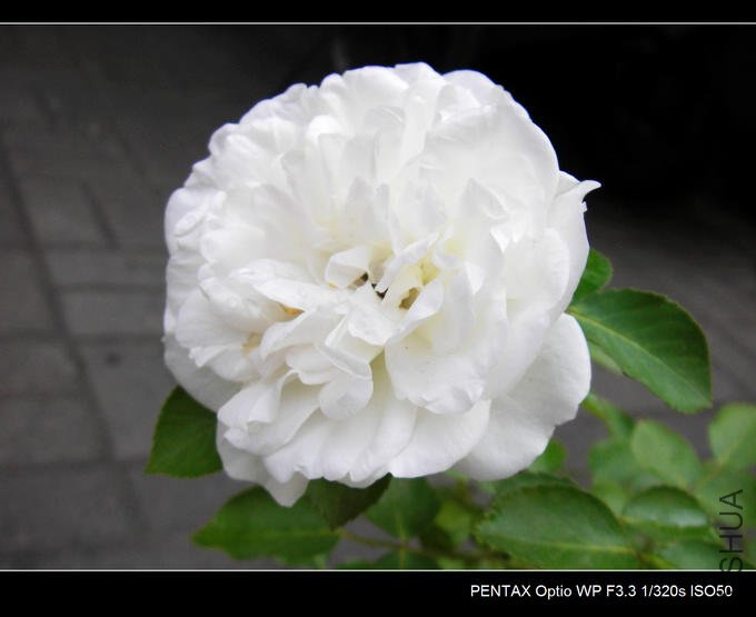 IMGP4830.JPG