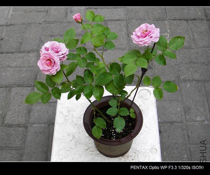 IMGP4855.JPG