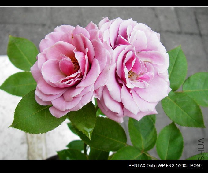 IMGP4853.JPG