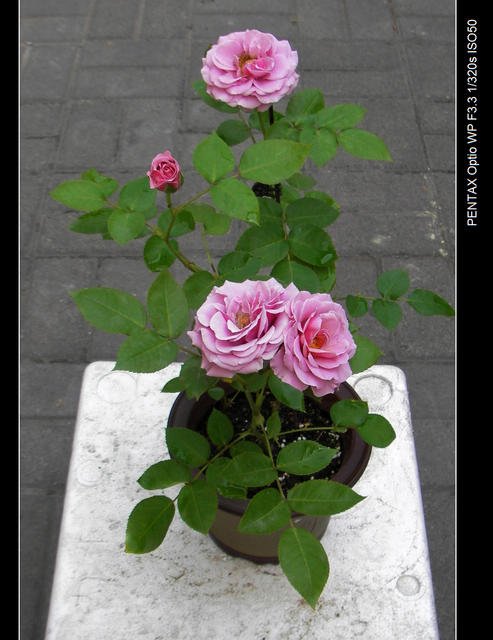 IMGP4851.JPG