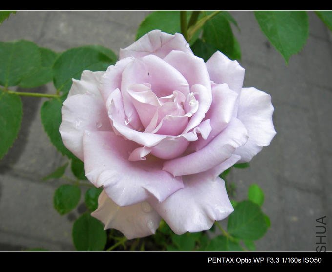 IMGP4842.JPG
