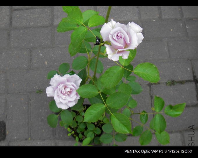 IMGP4849.JPG